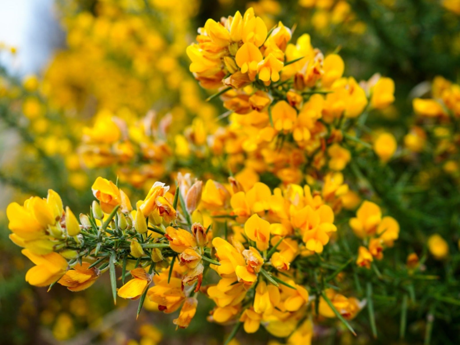 Yellow flowers on a gorse bush