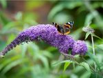A red admiral butterfly on a purple butterfly bush flower