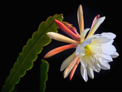 A white flower on an epiphyllum cactus