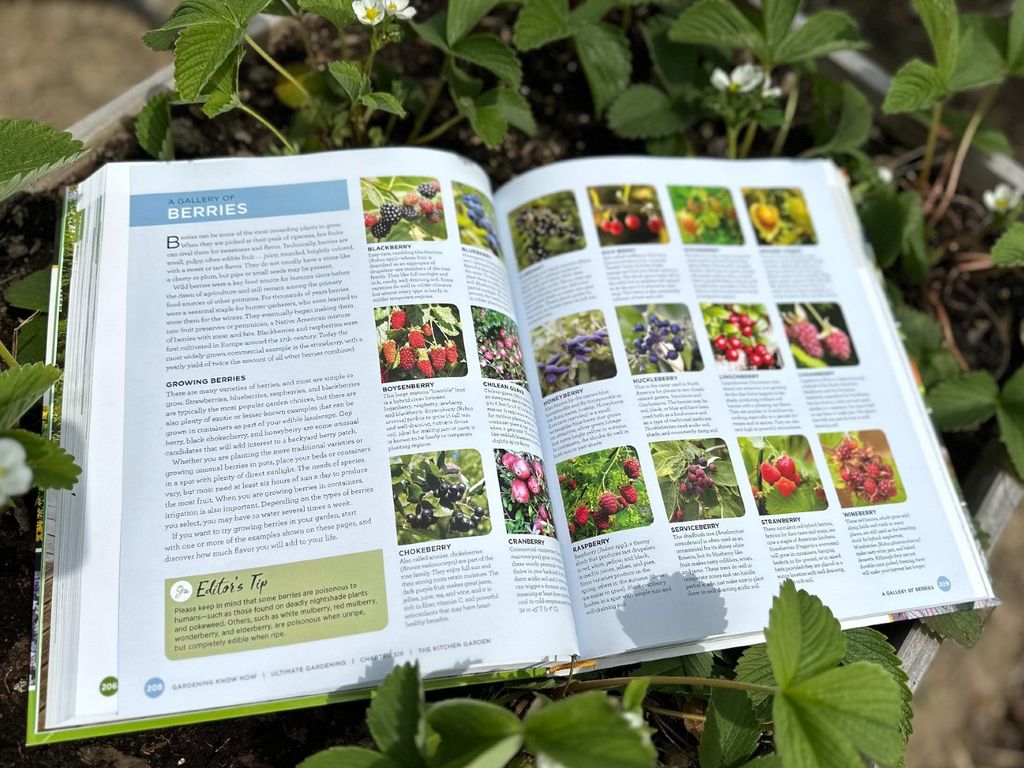 A book open to a page about berries, lying open in a bed of strawberry plants