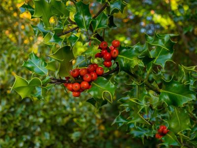 Close up of a holly bush with red berries in the shade