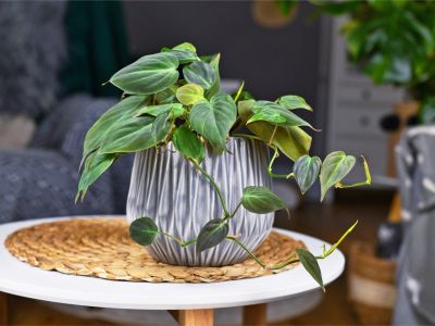 A potted philodendron plant on a small table