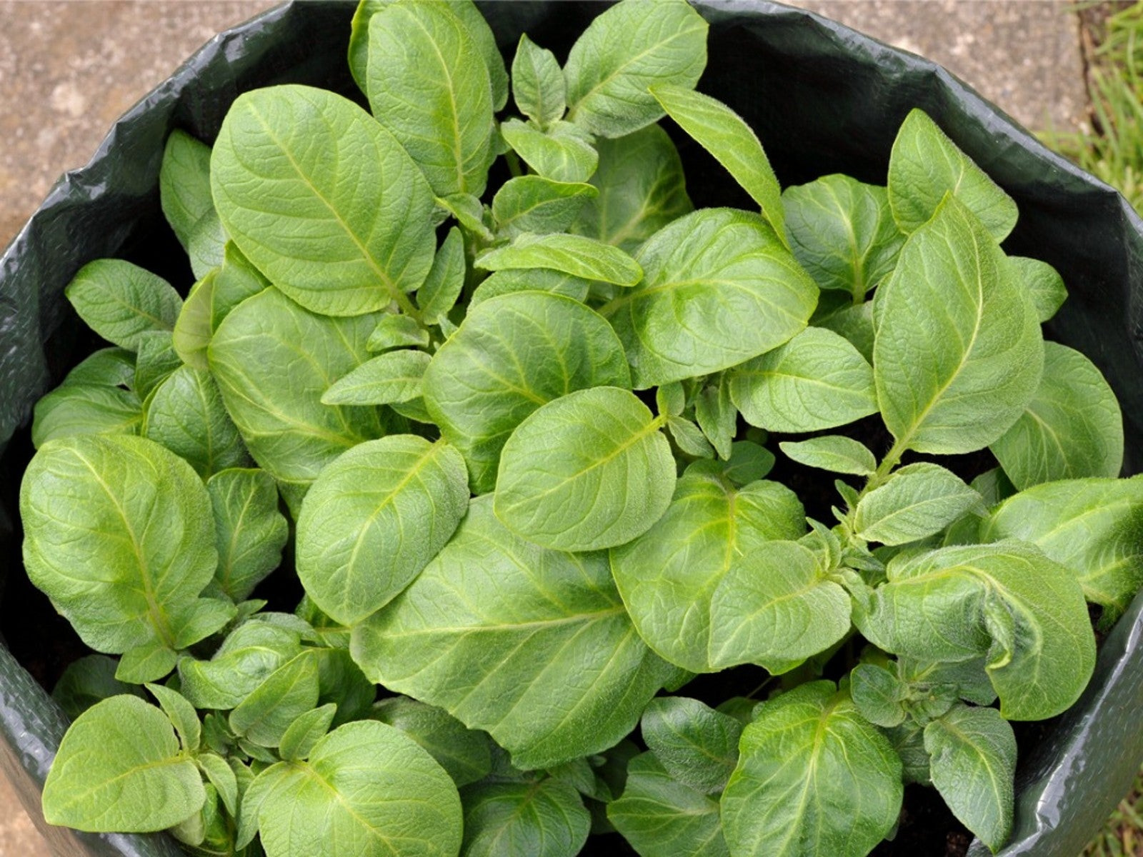 Grow Potatoes in Pots and Grow Bags Seven Easy Steps