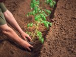 A gardener's hands planting a tomato plant in a trench in the soil