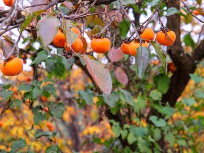 Persimmons growing on a tree