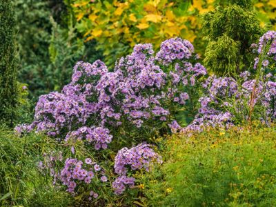 A large clump of blooming purple asters