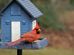 A bright red cardinal perched on a blue house-shaped bird house