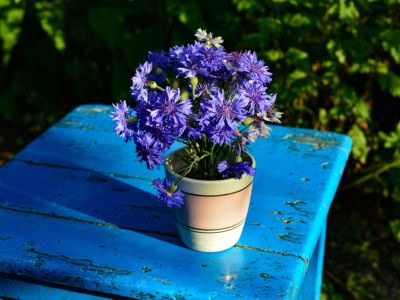 Cornflowers in a pot on a bright blue table outdoors
