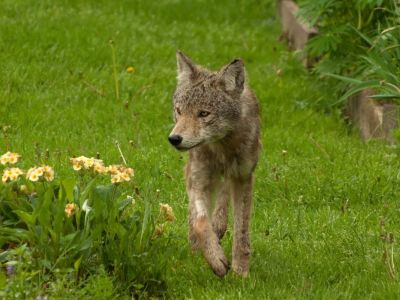 A coyote walking through a garden