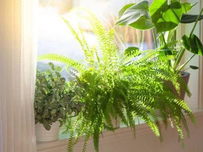 Fern and other houseplants growing on a sunny windowsill