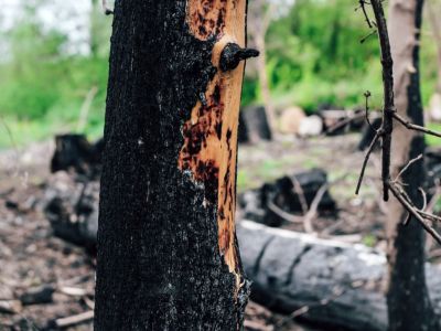 A tree that has been severely burned in a forest fire
