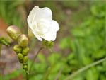 A white freesia flower