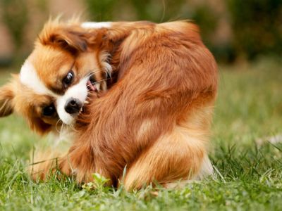 A Pekinese dog biting its back leg to scratch it