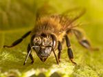 Close up of a honeybee