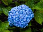A large cluster of blue hydrangea flowers growing on a bush