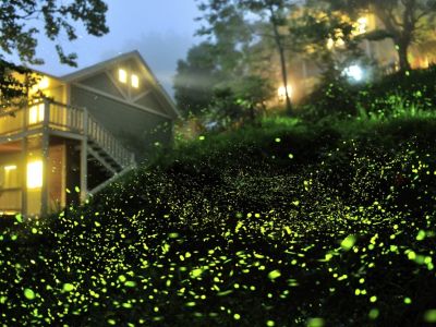 Fireflies near houses at night
