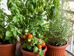 Mint, cherry tomatoes, and rosemary growing in containers