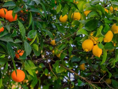 Oranges and lemons growing together on a citrus tree