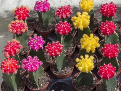 Many moon cacti in pink, red, and yellow