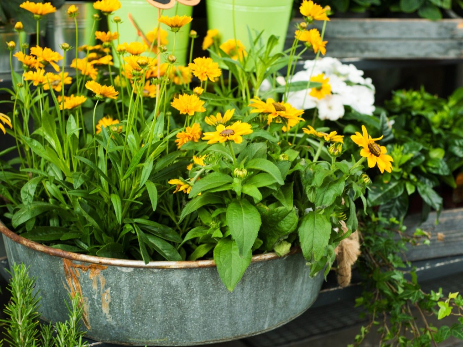 Yellow flowers growing in a low metal container
