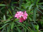 Pink oleander flowers on a plant