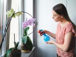 A woman spraying a potted orchid with water