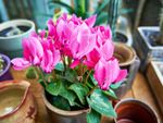 A potted cyclamen with pink flowers