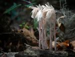 Saprophyte ghost pipes growing out of the ground