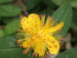 Close up of a St. John's Wort flower with yellow petals and red stamens
