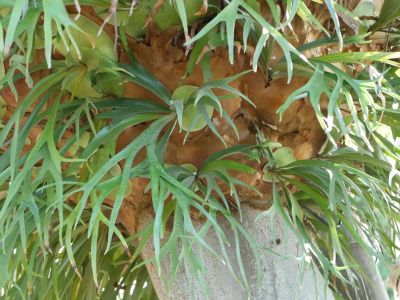 Many staghorn ferns growing on a tree