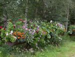 Multicolored flowers growing in big trough containers