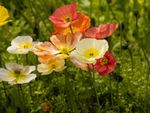 Iceland poppies in shades of orange and white