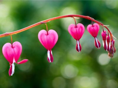 Pink flowers on a bleeding heart plant