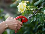 Hands cutting a yellow rose with pruners