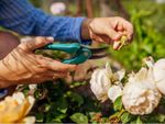 A gardener uses pruning shears to deadhead a rose bush