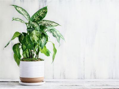 A potted dieffenbachia plant against a white wall