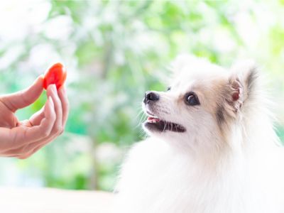 A hand holds out a cherry tomato to a Pomeranian dog