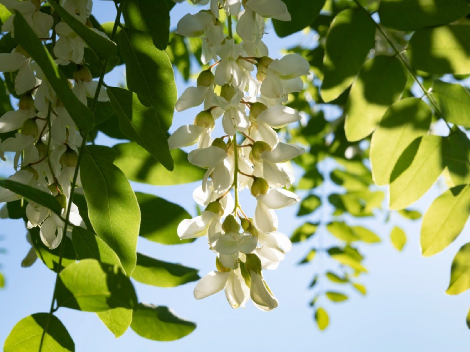 White acacia flowers growing on a tree