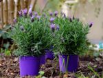 Lavender flowering in small pots