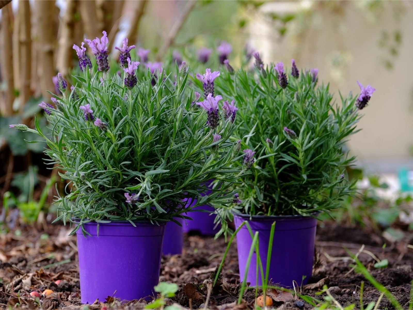 Grow Lavender in Pots Indoors