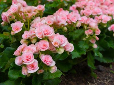 Many pink flowers on a tuberous begonia plant