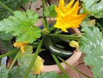 A potted zucchini plant with yellowing leaves