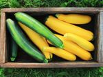 A wooden crate of zucchini and yellow squash
