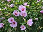 Pink flowers on a rose of Sharon bush