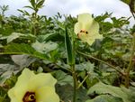 Okra pods and blossoms growing on a plant