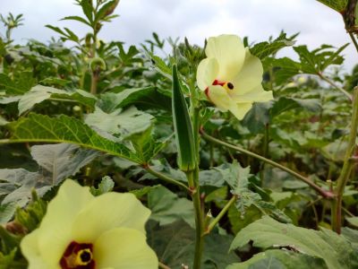 Okra pods and blossoms growing on a plant