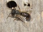 A mason bee next to a hole drilled in wood
