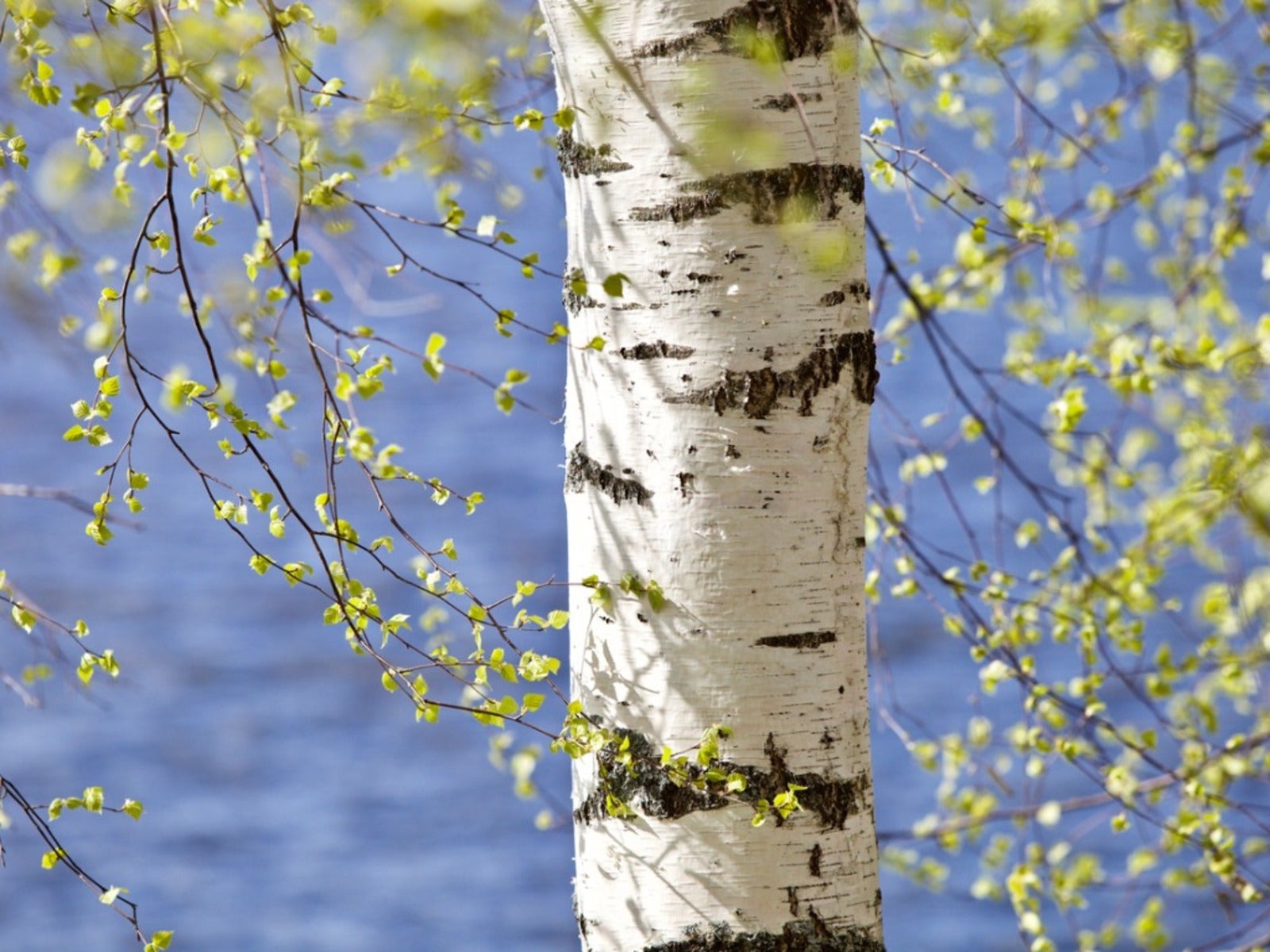 Birch Tree: Care, Types, Habitat, Benefits, Problems, Adult Size  