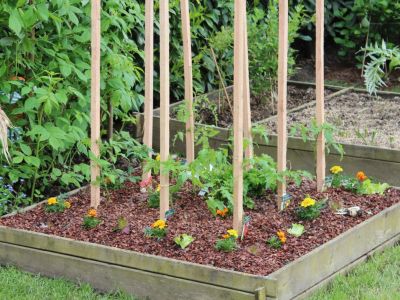 Marigolds and tomatoes growing in a small square raised bed with wooden trellis poles