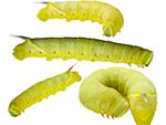 Four green Walnut Sphinx caterpillars against a white background